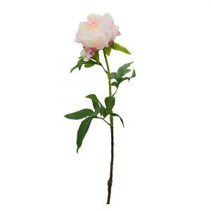 Peony French - Cream Pink