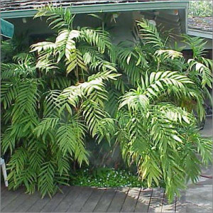 Chamaedorea microspadix 25L Chamaedorea microspadix 25L