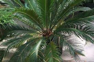 Cycas revoluta 18L (99786) 25L Cycas revoluta 18L (99786) 25L