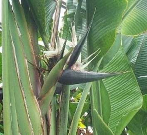 Strelitzia nicolai 18L Strelitzia nicolai 18L