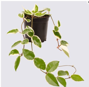 Hoya carnosa 'Krimson Queen' 12cm