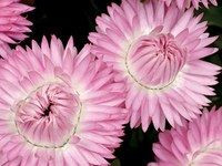 Bracteantha 'Pink' 1.5L