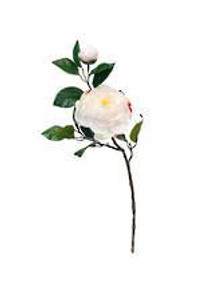 Flower Stem - Camellia Blush 5