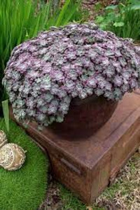 Sedum spathulifolium 'Purple B 1.9L Sedum spathulifolium 'Purple B 1.9L