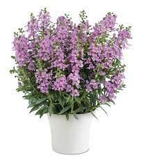 Angelonia alonia 'Pink Flirt'' 1.5L
