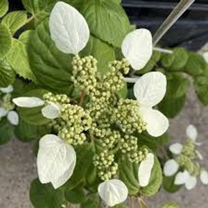 Schizophragma hydrangeoides 3.5L