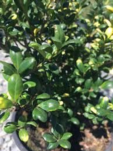 Ilex crenata 'Little Caesar' 10cm Ilex crenata 'Little Caesar' 10cm