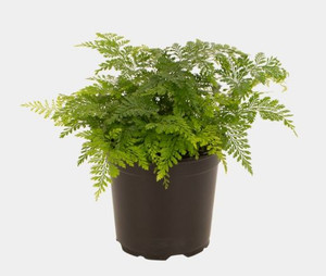 Davallia fejeensis 12cm