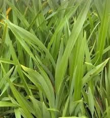 Phormium 'Emerald Gem' 2.5L (100256) 2.5L