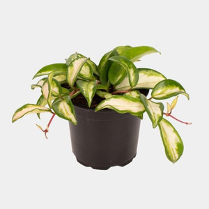 Hoya carnosa 'Krimson Princess 1.3L (100279) 1.3L