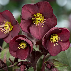 Helleborus 'Ice & Roses Merlot 2.5L