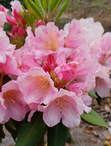 Rhododendron 'Greers #1' 8L (100323) 8L Rhododendron 'Greers #1' 8L (100323) 8L