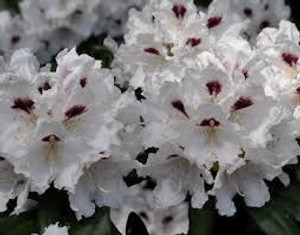 Rhododendron 'Tiana' 8L (100331) 8L Rhododendron 'Tiana' 8L (100331) 8L