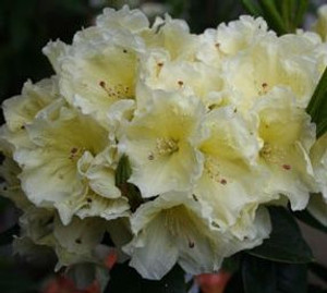 Rhododendron 'Meadow Lemon' 8L Rhododendron 'Meadow Lemon' 8L