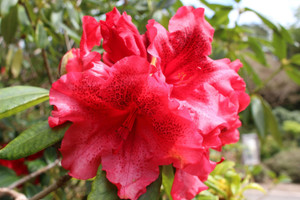Rhododendron 'Red Olympia' 8L Rhododendron 'Red Olympia' 8L