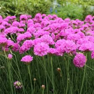 Armeria 'Pretty Petite' 2L