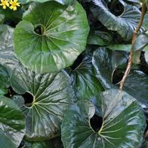 Ligularia reniformis 2L (100494) 2L Ligularia reniformis 2L (100494) 2L