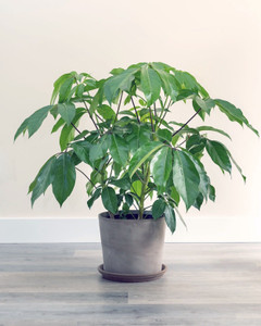 Schefflera 'Apline' 14cm