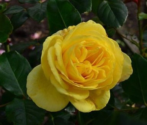 Rose 'Spellbound' - Climber 6L