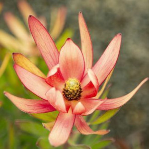 Leucadendron 'Coppertone' 1.5L