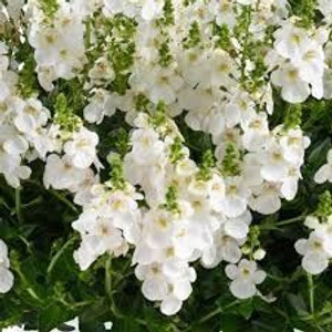 Diascia barberae 'Trinity Grac 1.5L Diascia barberae 'Trinity Grac 1.5L