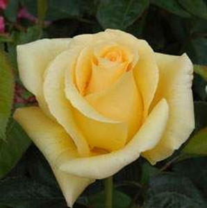 Rose 'Glorious' 4.7L Rose 'Glorious' 4.7L