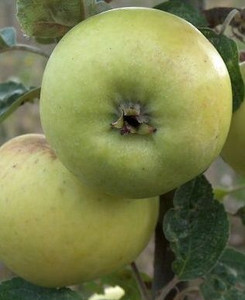 Apple 'Sweet Alford' Cider PB18 Apple 'Sweet Alford' Cider PB18