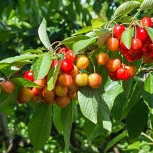 Cherry 'Rainier' PB18 Cherry 'Rainier' PB18
