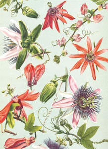 Card - Passion Flowers