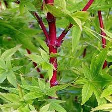 Acer p 'Winter Flame' - Topiar 6L