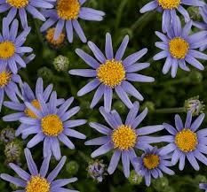 Felicia amelloides 'Leading La 1.5L