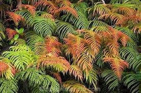 Blechnum novae zealandiae PB5 (82923) 14cm