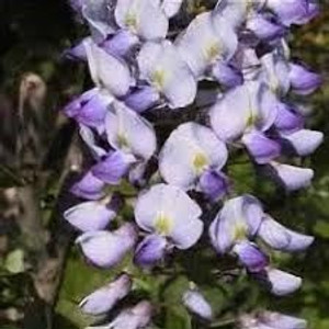 Wisteria floribunda 'Russellia PB12 Wisteria floribunda 'Russellia PB12