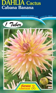 Dahlia Cactus 'Cabana Banana'