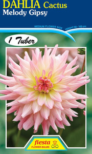 Dahlia Cactus 'Melody Gipsy'