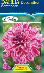 Dahlia Decorative 'Santander'
