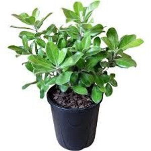 Pittosporum 'Pot Belly' 2.5L Pittosporum 'Pot Belly' 2.5L