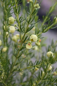 Boronia megastigma 2.5L (80967) 2.5L (100934) 2.5L