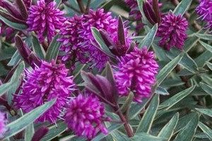 Hebe 'Marilyn Munroe' 2.5L