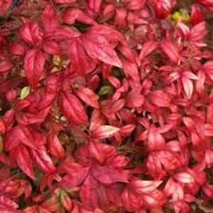Nandina domestica 'Pygmaea' 6L Nandina domestica 'Pygmaea' 6L