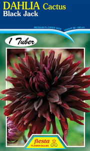 Dahlia Cactus 'Black Jack'