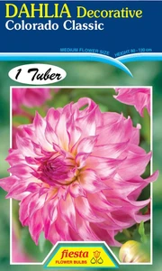 Dahlia Decorative 'Colorado Cl