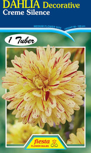 Dahlia Decorative 'Creme Silen