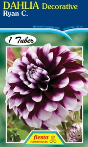 Dahlia Decorative 'Ryan C'