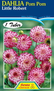 Dahlia Pom Pom 'Little Robert'