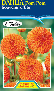 Dahlia Pom Pom 'Souvenie D Ete