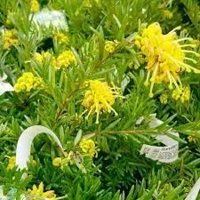 Grevillea 'Eureka' 2.5L (101088) 2.5L
