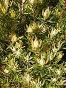 Leucadendron 'Cream Delight' 3.5L (101092) 1.5L Leucadendron 'Cream Delight' 3.5L (101092) 1.5L