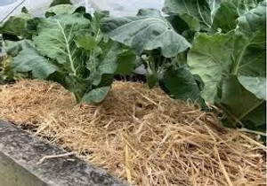 Highfields - Barley Straw Bag Highfields - Barley Straw Bag