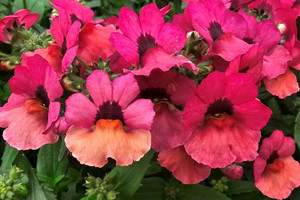 Nemesia strumosa 'Nesia Series 1.5L